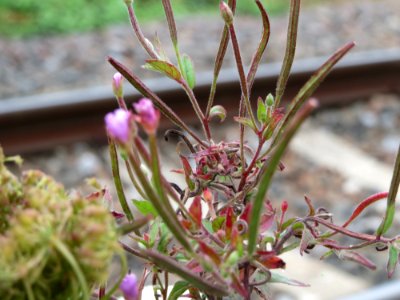 20140810Epilobium_ciliatum1