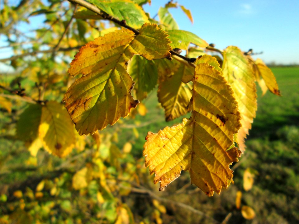 20141108Ulmus_minor14