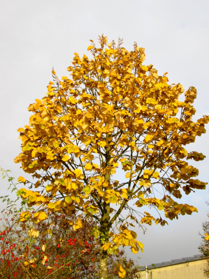 20141119Tilia_tomentosa3