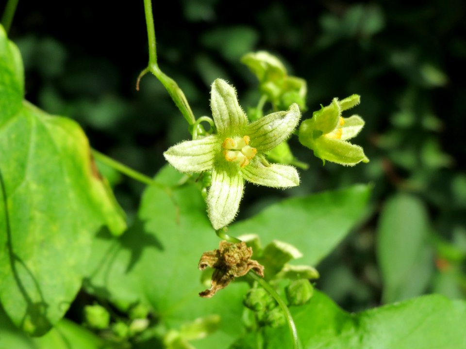 20140815Bryonia_dioica