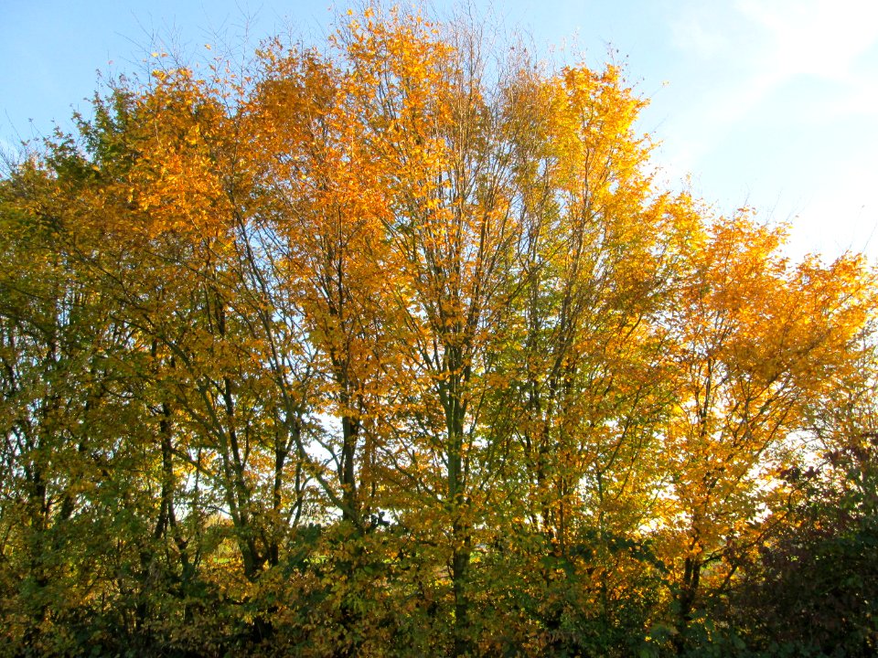 20141108Ulmus_minor02