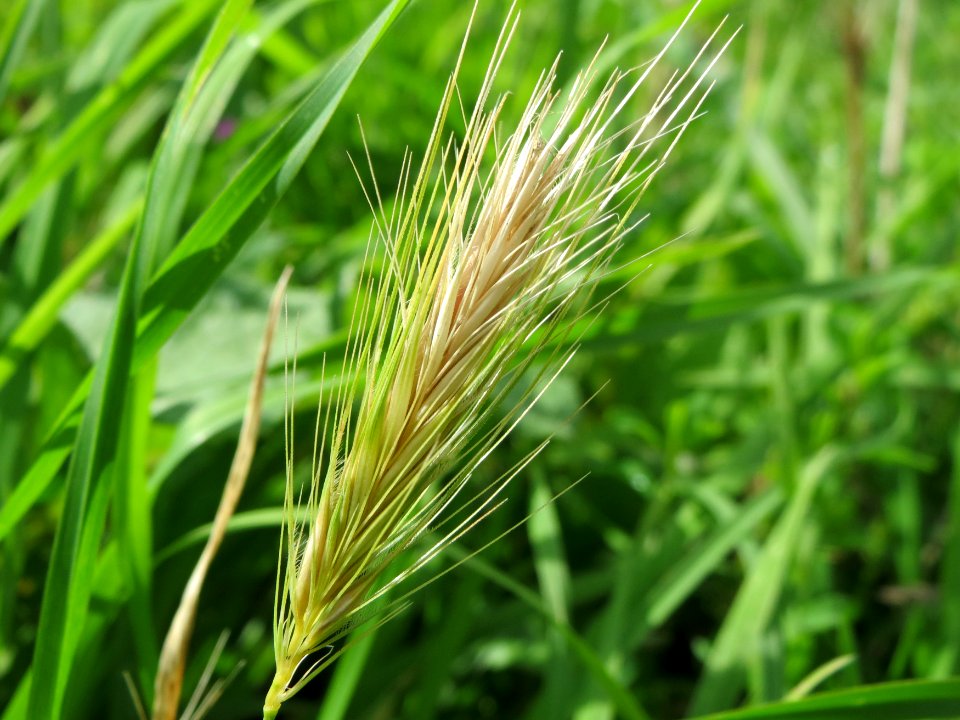 20140816Hordeum_murinum
