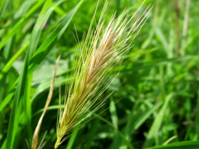 20140816Hordeum_murinum
