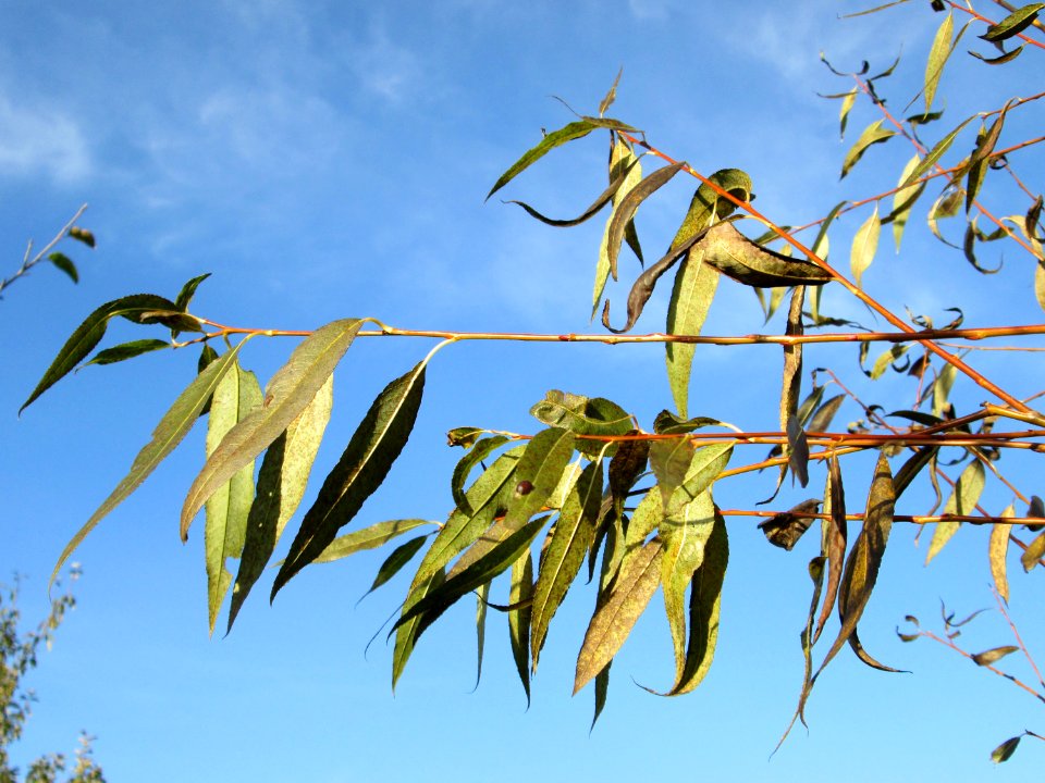 20141108Salix_alba7