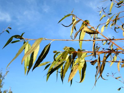 20141108Salix_alba7