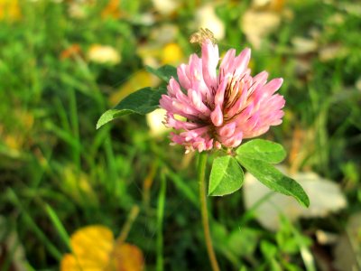 20141119Trifolium_pratense