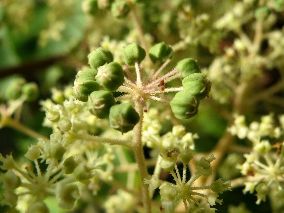 20140816Aralia_elata2