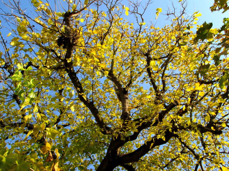 20141122Morus_alba3
