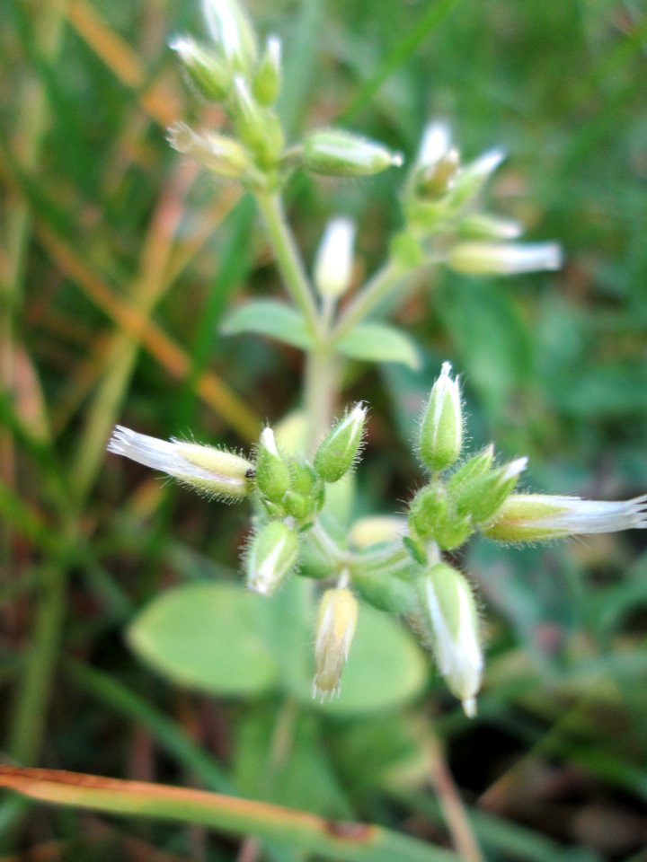 20141119Cerastium_glomeratum2