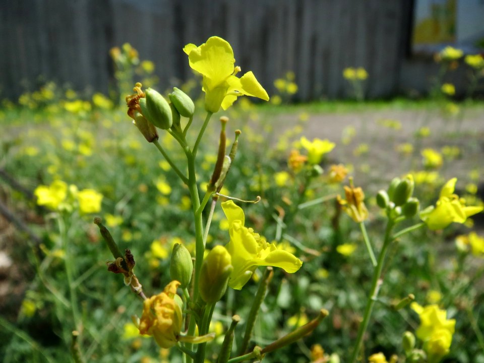 20140812Diplotaxis_tenuifolia2