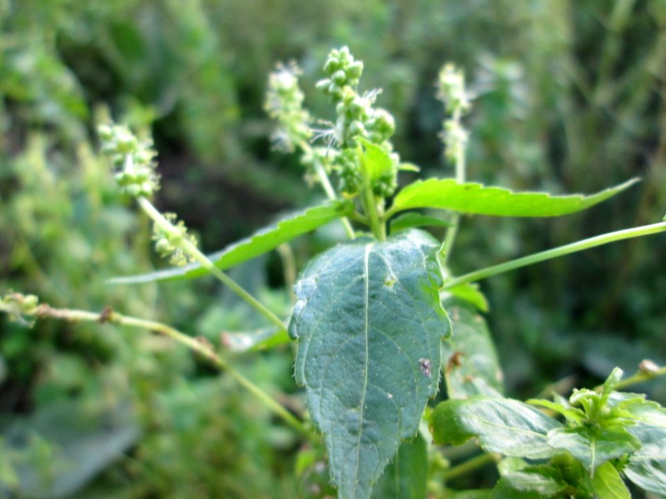 20141122Mercurialis_annua2