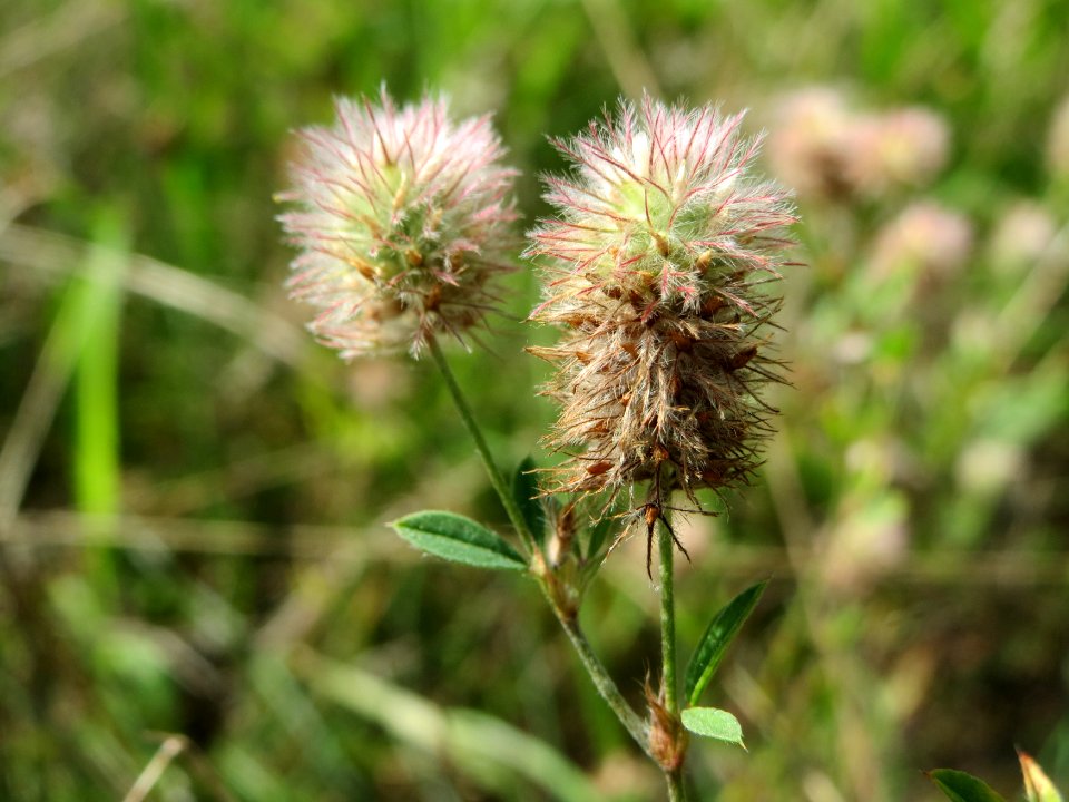 20140811Trifolium_arvense1