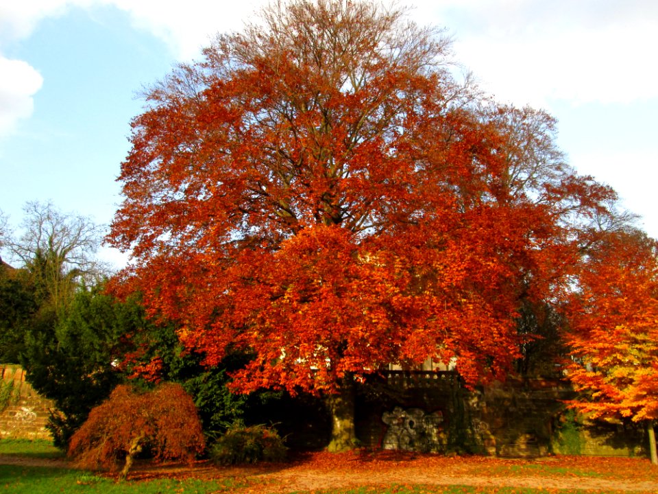 20141119Blutbuche_Standen