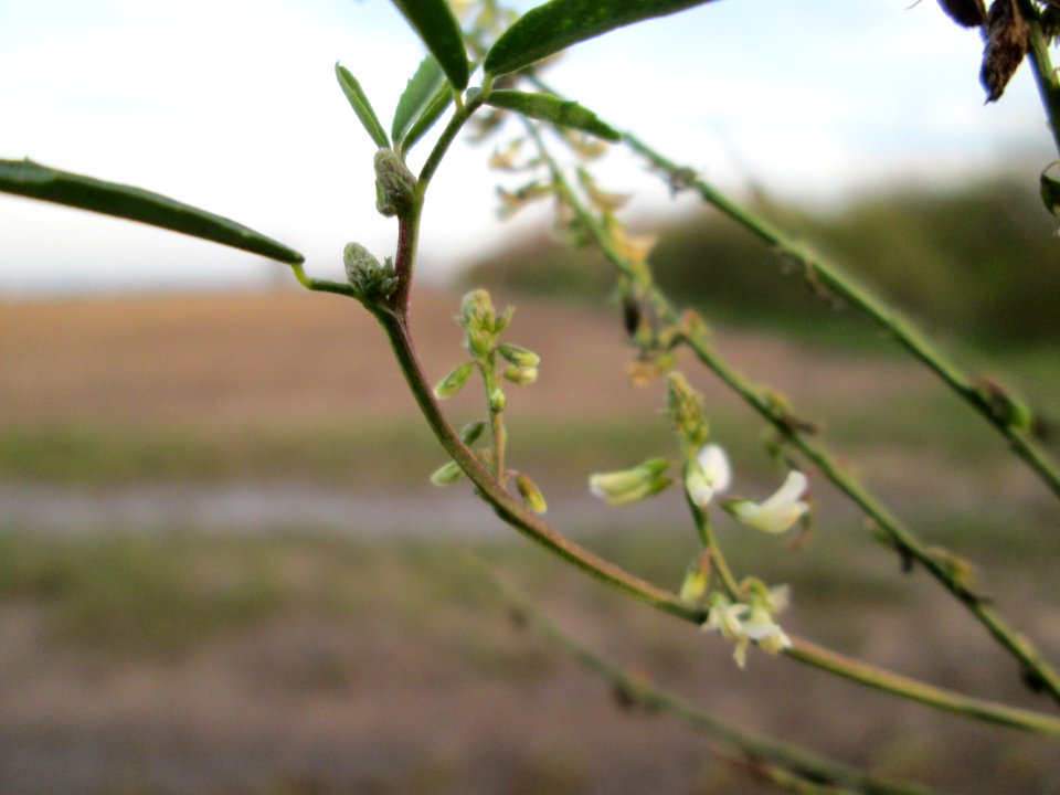 20141122Melilotus_albus2