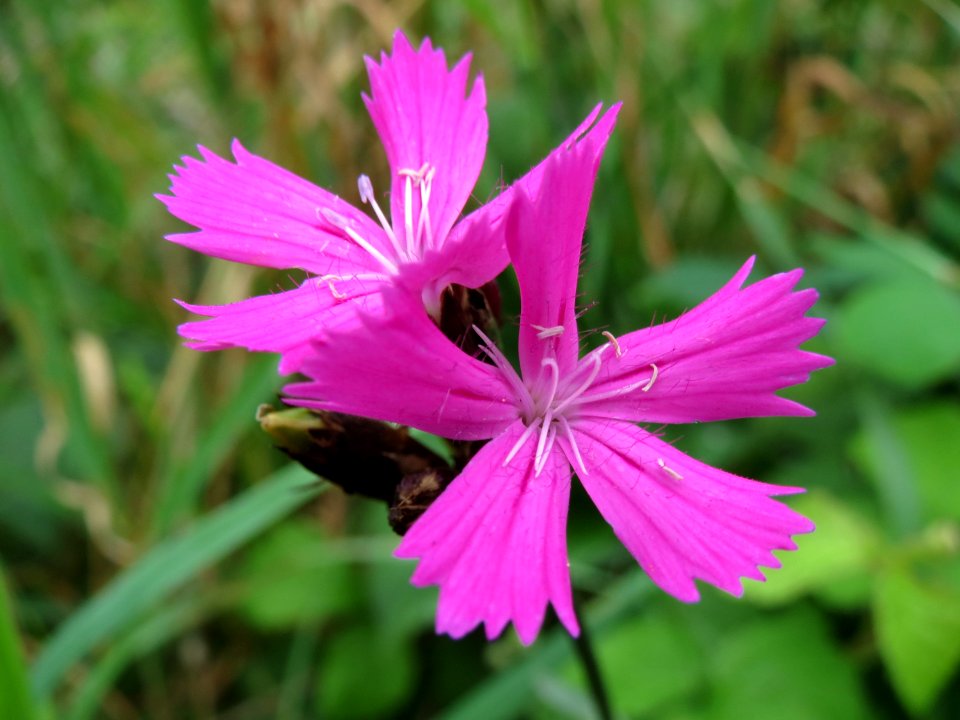 20140810Dianthus_carthusianorum1