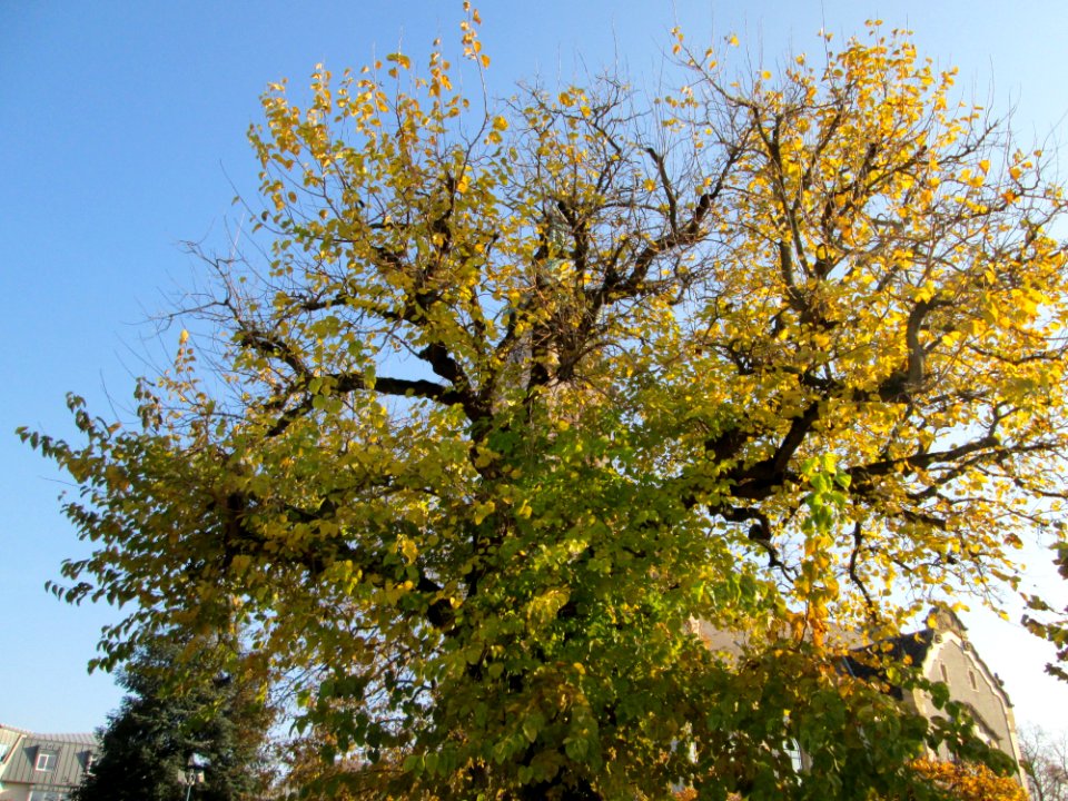 20141122Morus_alba2