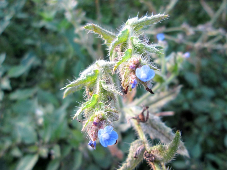 20141122Anchusa_arvensis