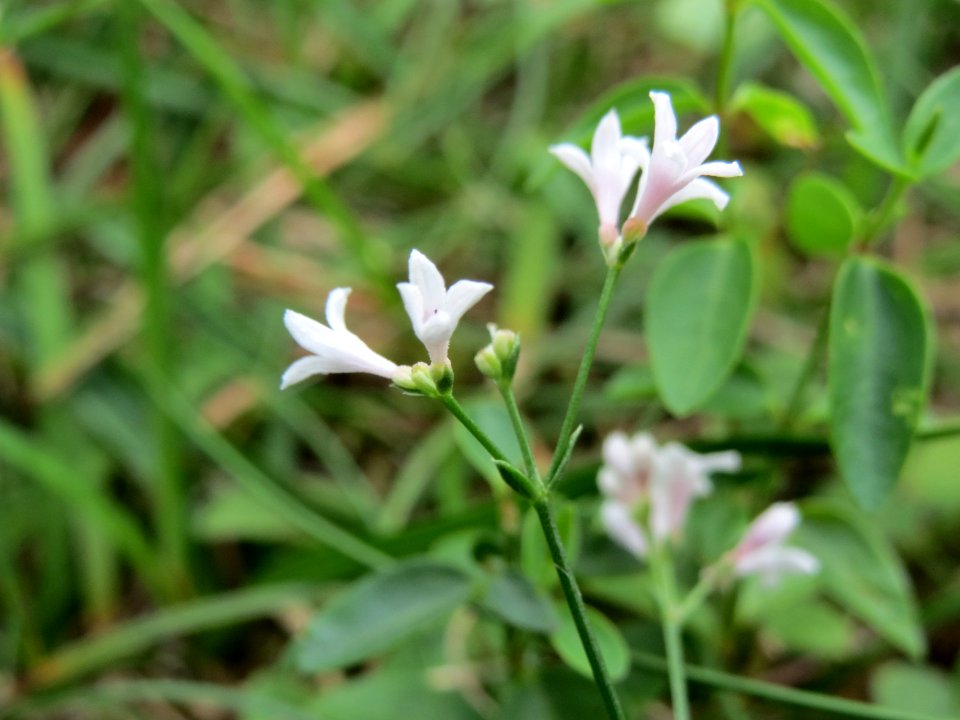 20140810Asperula_cynanchica1