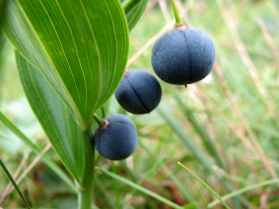 20140810Polygonatum_odoratum3