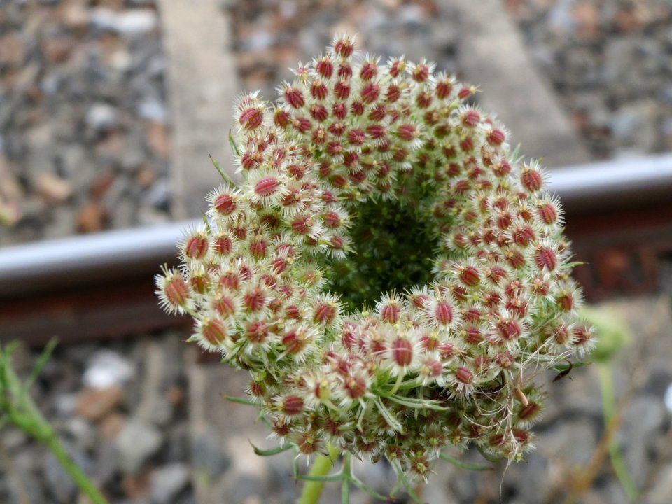 20140810Daucus_carota2