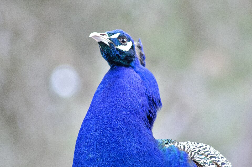 Blue beautiful fauna