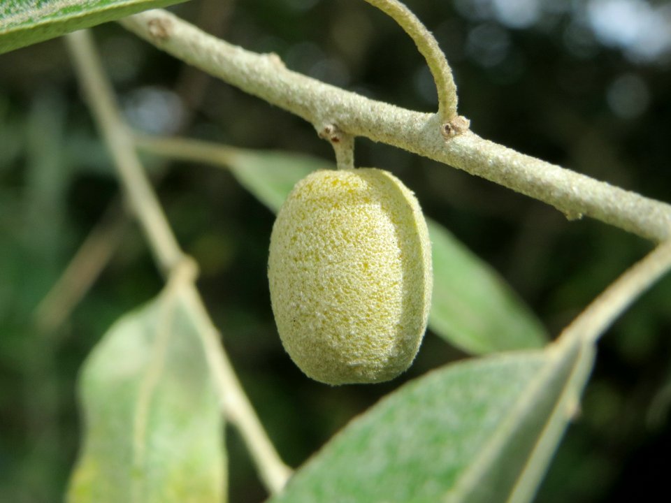 20140822Elaeagnus_angustifolia1