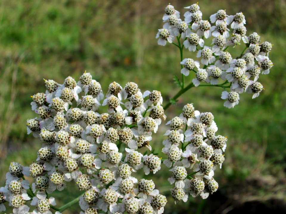 20141026Achillea_millefolium