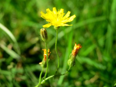 20140822Hypochaeris_radicata2