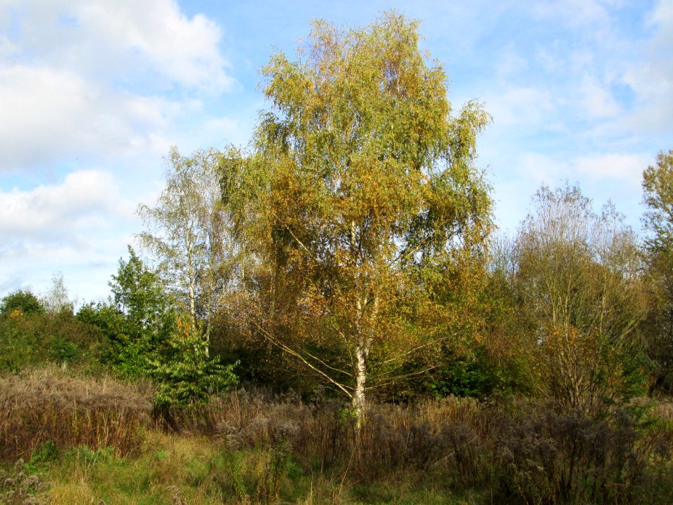 20141026Betula_pendula1
