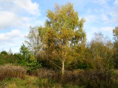 20141026Betula_pendula1