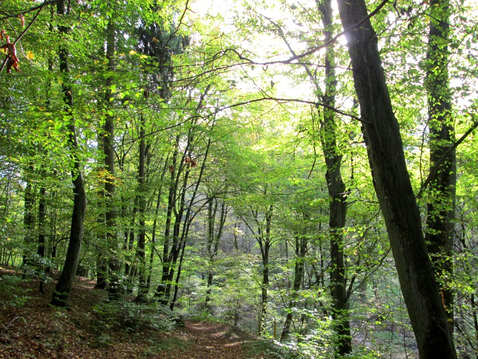 20141026Habsterwiesen_Saarbruecken04