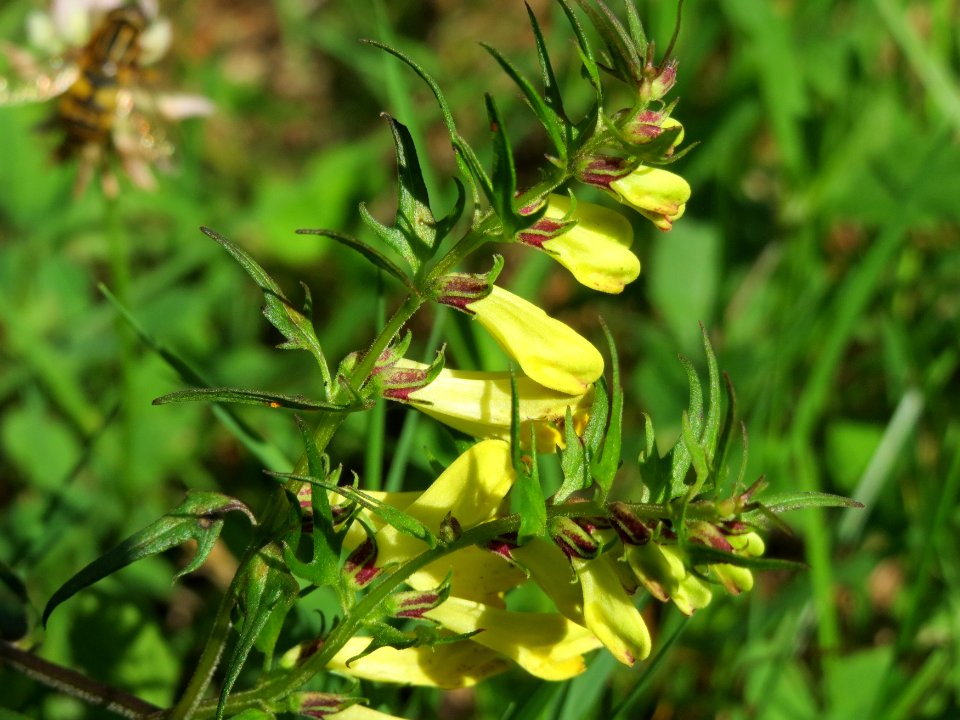 20140822Melampyrum_pratense