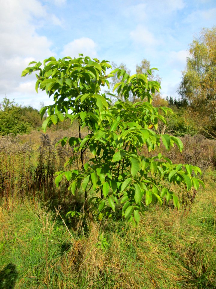 20141026Juglans_regia