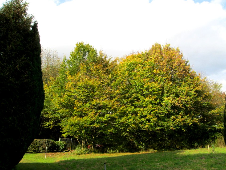 20141026Carpinus_betulus