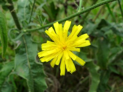 2014081Picris_hieracioides5