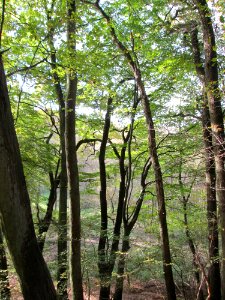 20141026Habsterwiesen_Saarbruecken05