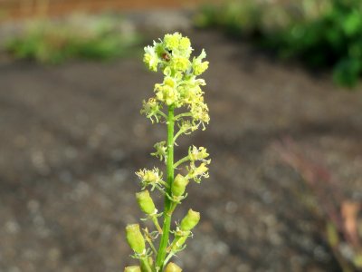 20140820Reseda_lutea2