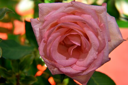 Rose pink color petals photo