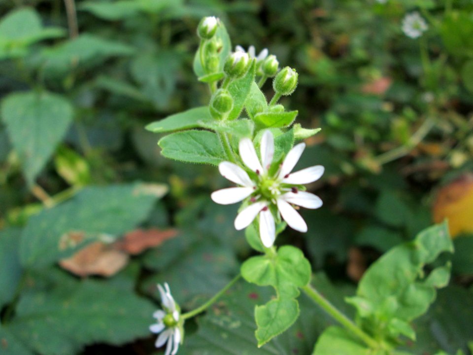 20141026Myosoton_aquaticum1