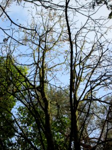 20141026Castanea_sativa