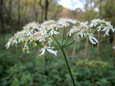 20141026Heracleum_sphondylium1