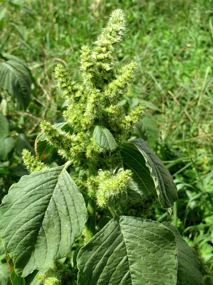 20140822Amaranthus_retroflexus1