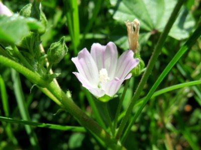 20140821Malva_neglecta2
