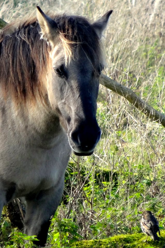 20141028_Oostvaardersplassen_konikpaard2