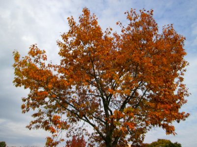 20141031Quercus_rubra