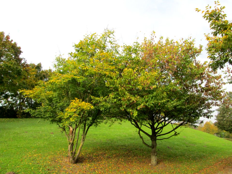 20141031Carpinus_betulus3