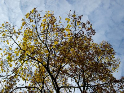 20141031Tilia_cordata1