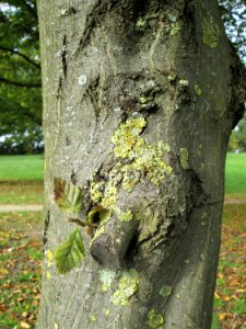 20141031Carpinus_betulus4