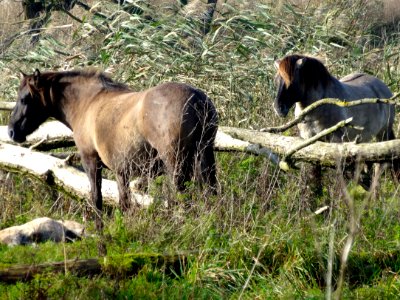 20141028_Oostvaardersplassen_konikpaarden