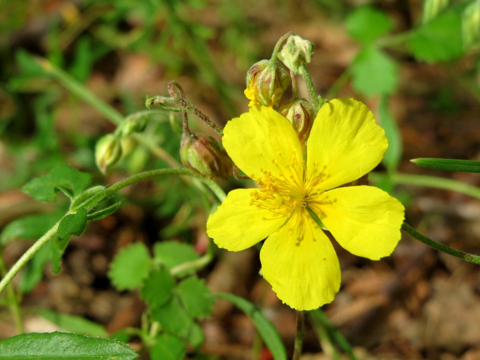 20140810Helianthemum_nummularium2